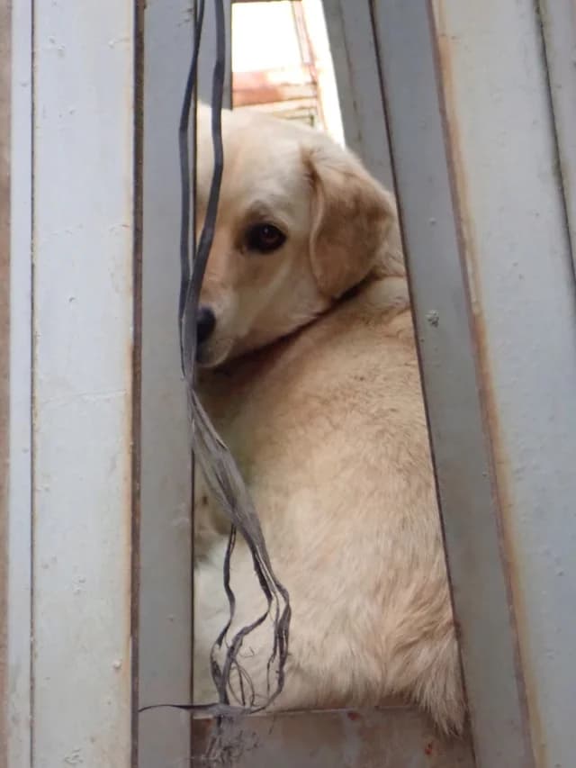 Myriade, female young Mixed Breed for adoption at Remember Me France