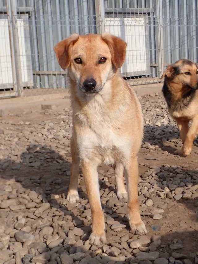 Pomme, female young Mixed Breed for adoption at Remember Me France