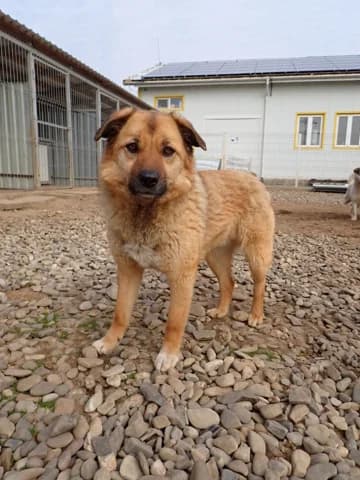 Bonifacio, male young Mixed Breed for adoption at Remember Me France