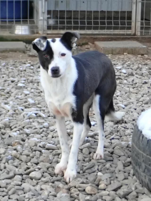 Velyka, female young Mixed Breed for adoption at Remember Me France
