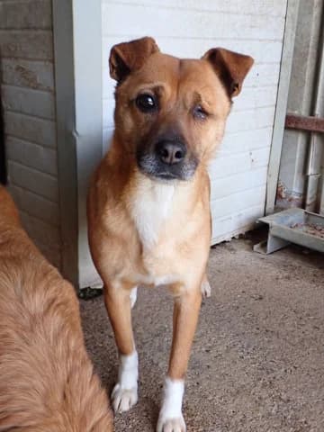 Nusky, male young Mixed Breed for adoption at Remember Me France