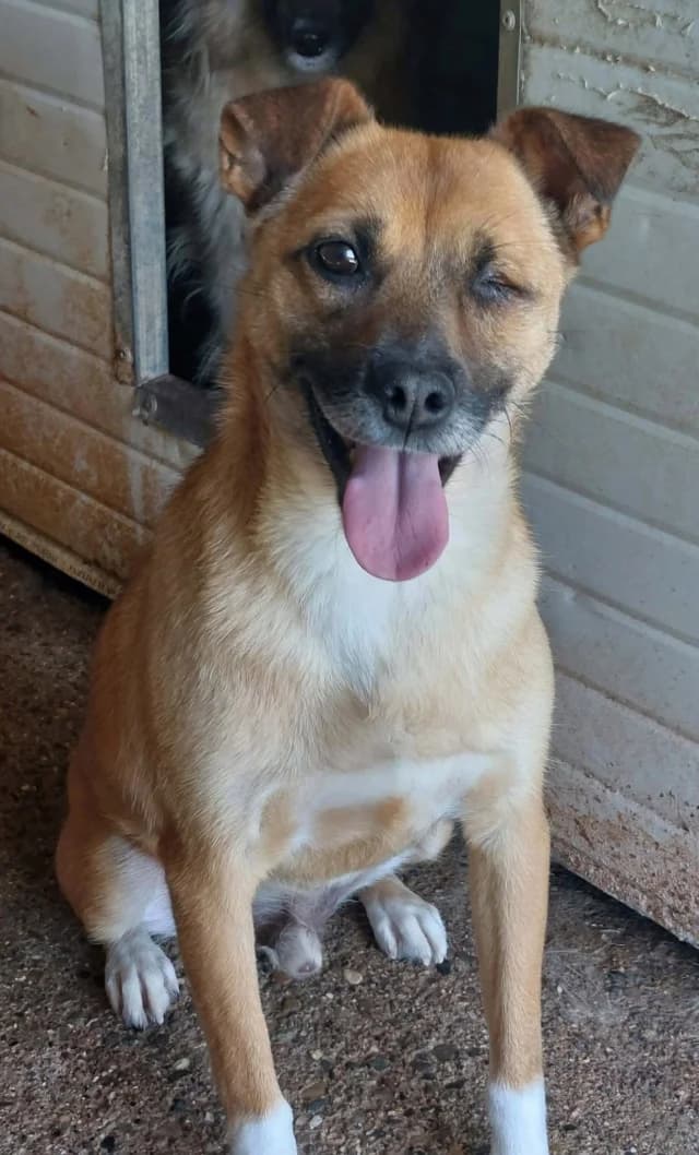 Nusky, male young Mixed Breed for adoption at Remember Me France