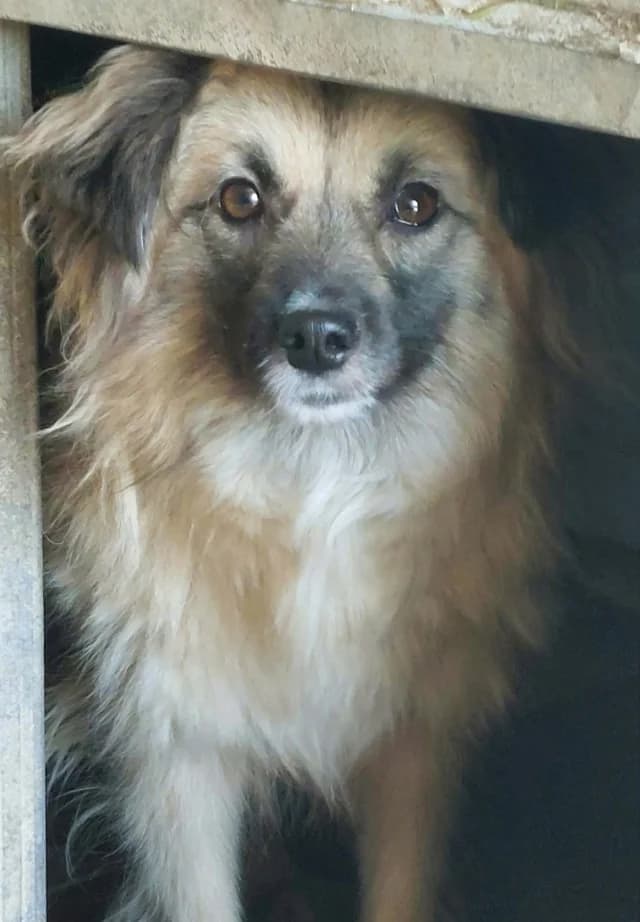 Amanda, female young Mixed Breed for adoption at Remember Me France