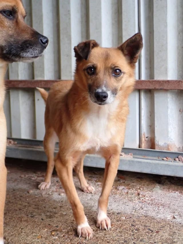 Geisha, female young Mixed Breed for adoption at Remember Me France