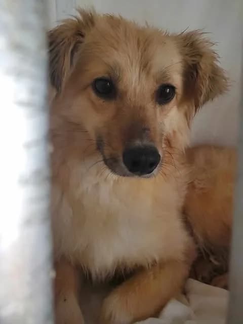 Polly, female young Mixed Breed for adoption at Remember Me France