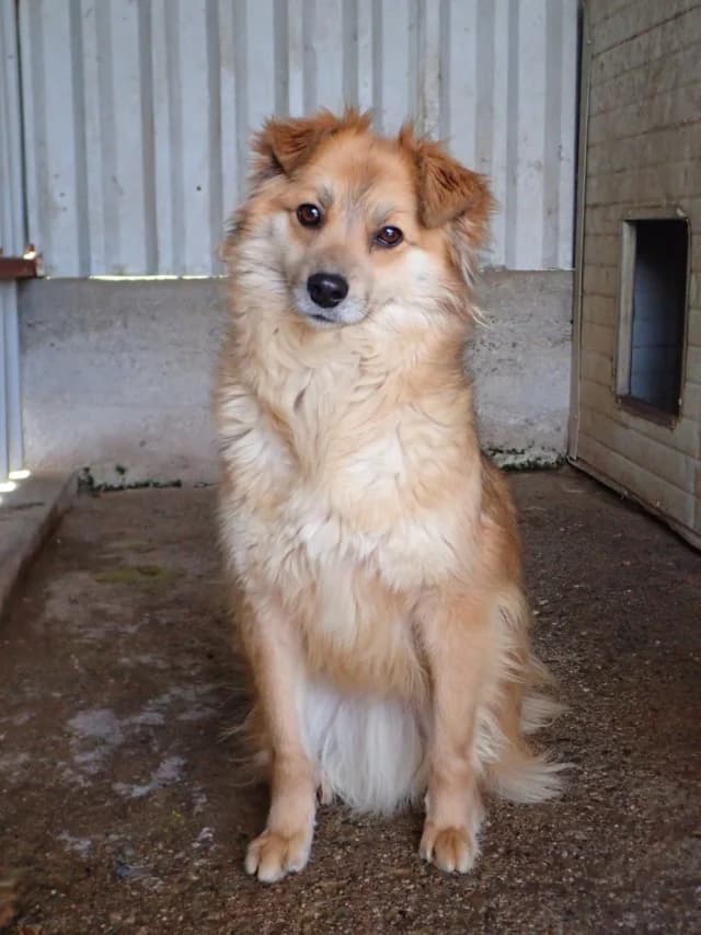 Calvin, male young Mixed Breed for adoption at Remember Me France
