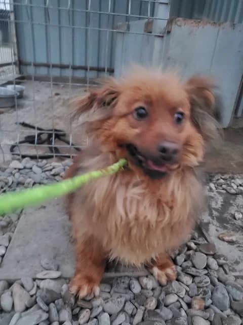 Starsky, male 3yo Mixed Breed for adoption at Remember Me France