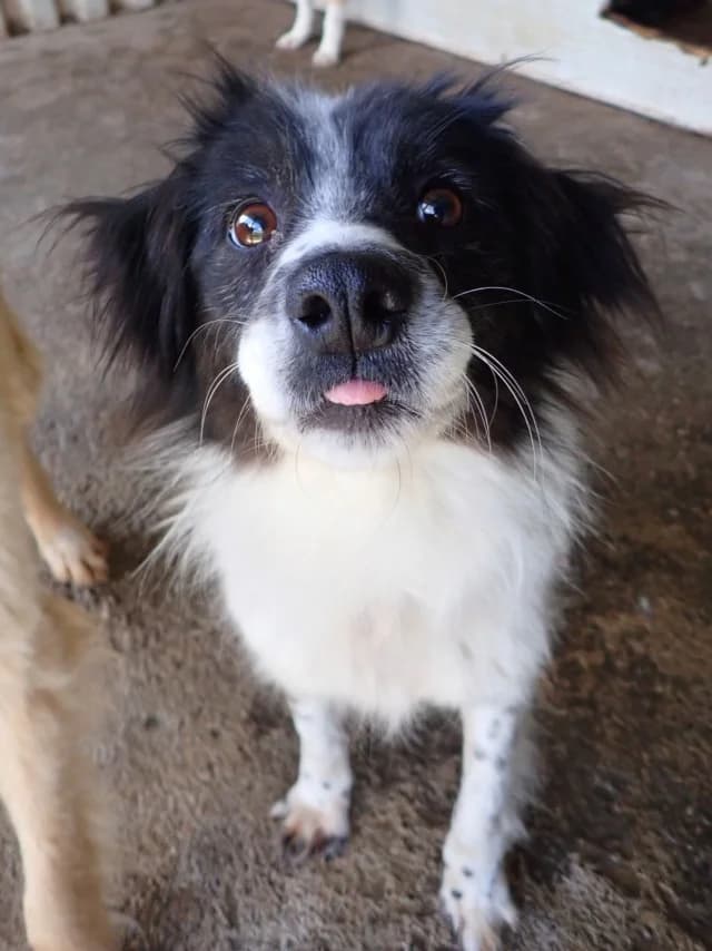 Paillette, female young Mixed Breed for adoption at Remember Me France