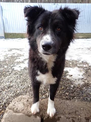 Felix, male young Mixed Breed for adoption at Remember Me France