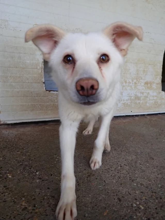 Fleur, female young Mixed Breed for adoption at Remember Me France