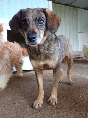 Siska, female 6yo Mixed Breed for adoption at Remember Me France