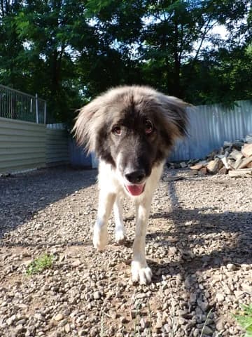 Sangoku, male young Mixed Breed for adoption at Remember Me France