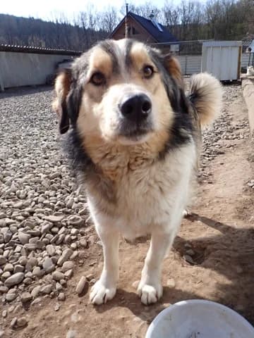 Sancho, male 3yo Mixed Breed for adoption at Remember Me France