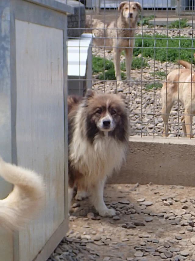 Flammeche, female 5yo Mixed Breed for adoption at Remember Me France