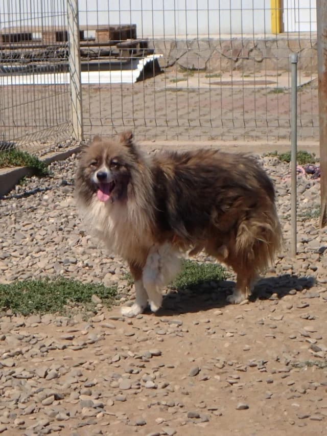 Flammeche, female 5yo Mixed Breed for adoption at Remember Me France