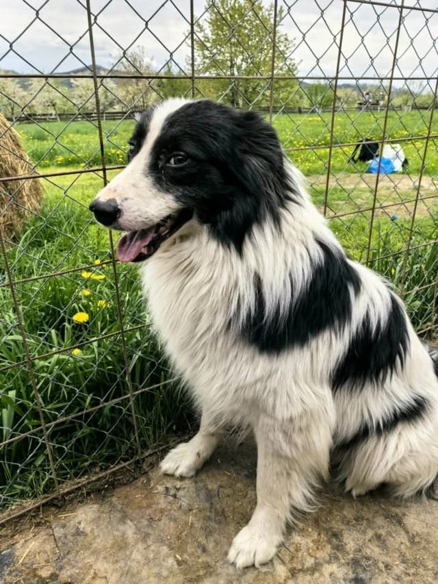 Lush, male puppy Mixed Breed for adoption at Remember Me France
