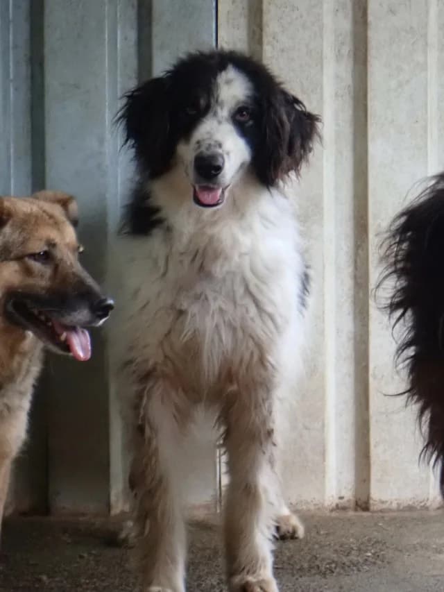 Pietra, female 3yo Mixed Breed for adoption at Remember Me France