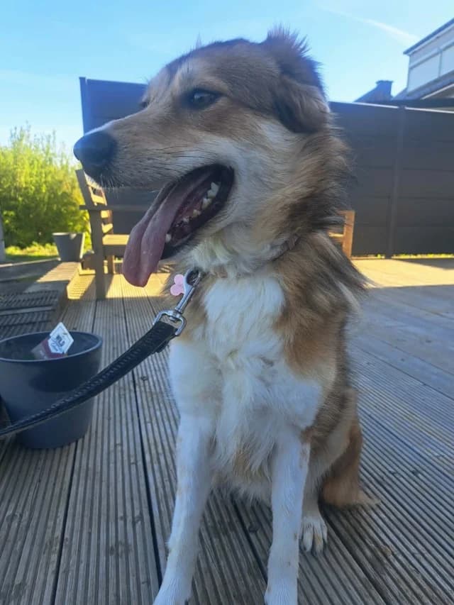 Clapa, female puppy Mixed Breed for adoption at Remember Me France