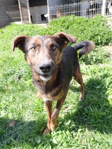 Michoco, male 4yo Mixed Breed for adoption at Remember Me France