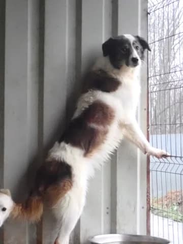Saruta, female young Mixed Breed for adoption at Remember Me France