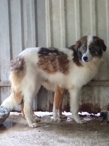 Saruta, female young Mixed Breed for adoption at Remember Me France