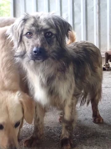 Louloute, female young Mixed Breed for adoption at Remember Me France