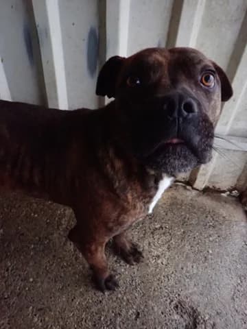 Rock, male 5yo Mixed Breed for adoption at Remember Me France