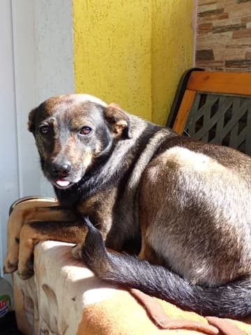 Zelia, female young Mixed Breed for adoption at Remember Me France