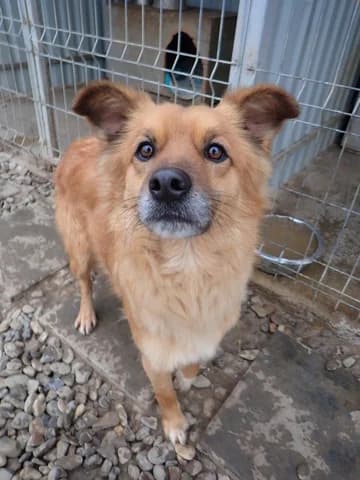 Snoopy, male young Mixed Breed for adoption at Remember Me France