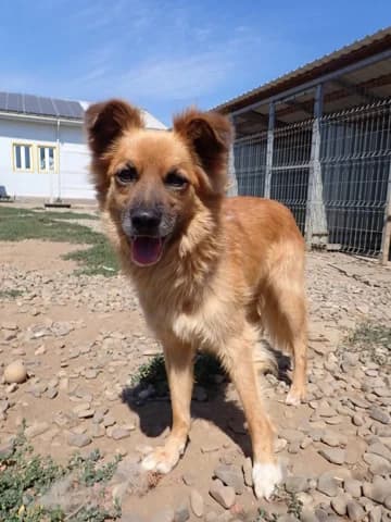 Snoopy, male young Mixed Breed for adoption at Remember Me France