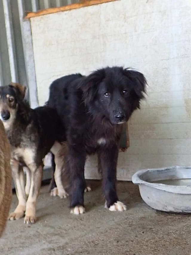 Vasco, male 3yo Mixed Breed for adoption at Remember Me France