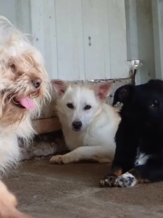 Beoca, female young Mixed Breed for adoption at Remember Me France
