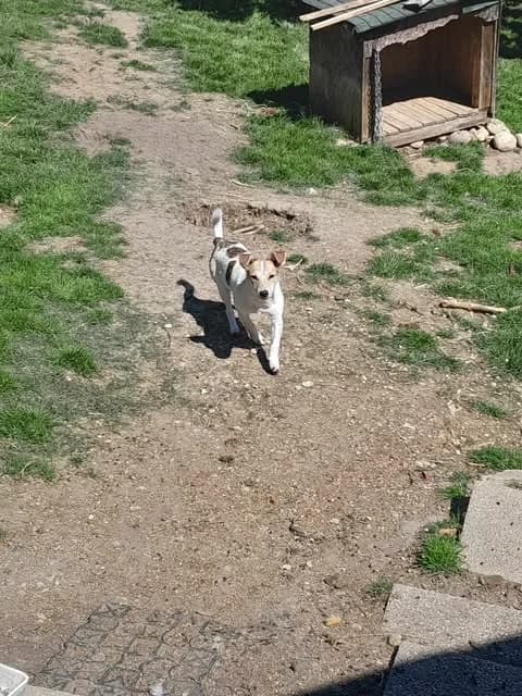 Kiartan, male young Mixed Breed for adoption at Remember Me France