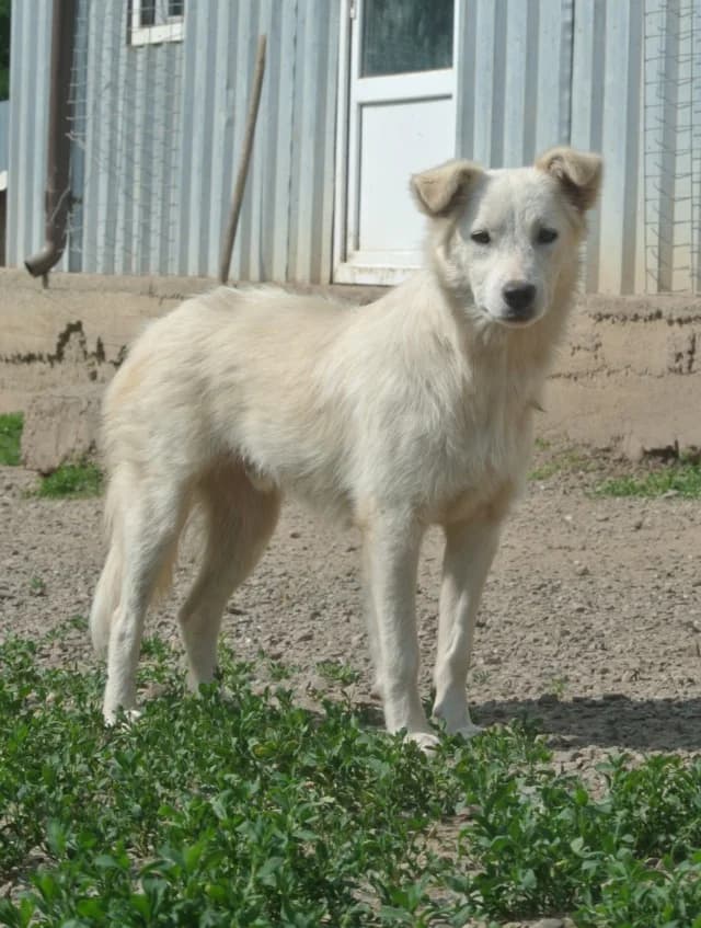 Tekil, male young Mixed Breed for adoption at Remember Me France