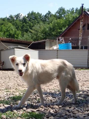 Tekil, male young Mixed Breed for adoption at Remember Me France