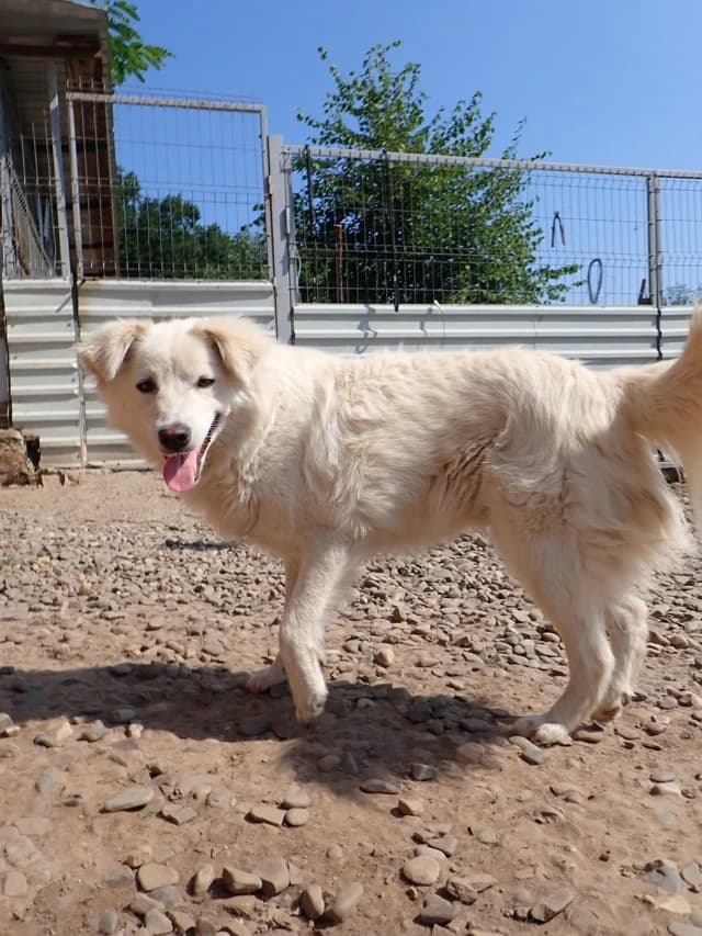Rodri, male young Mixed Breed for adoption at Remember Me France