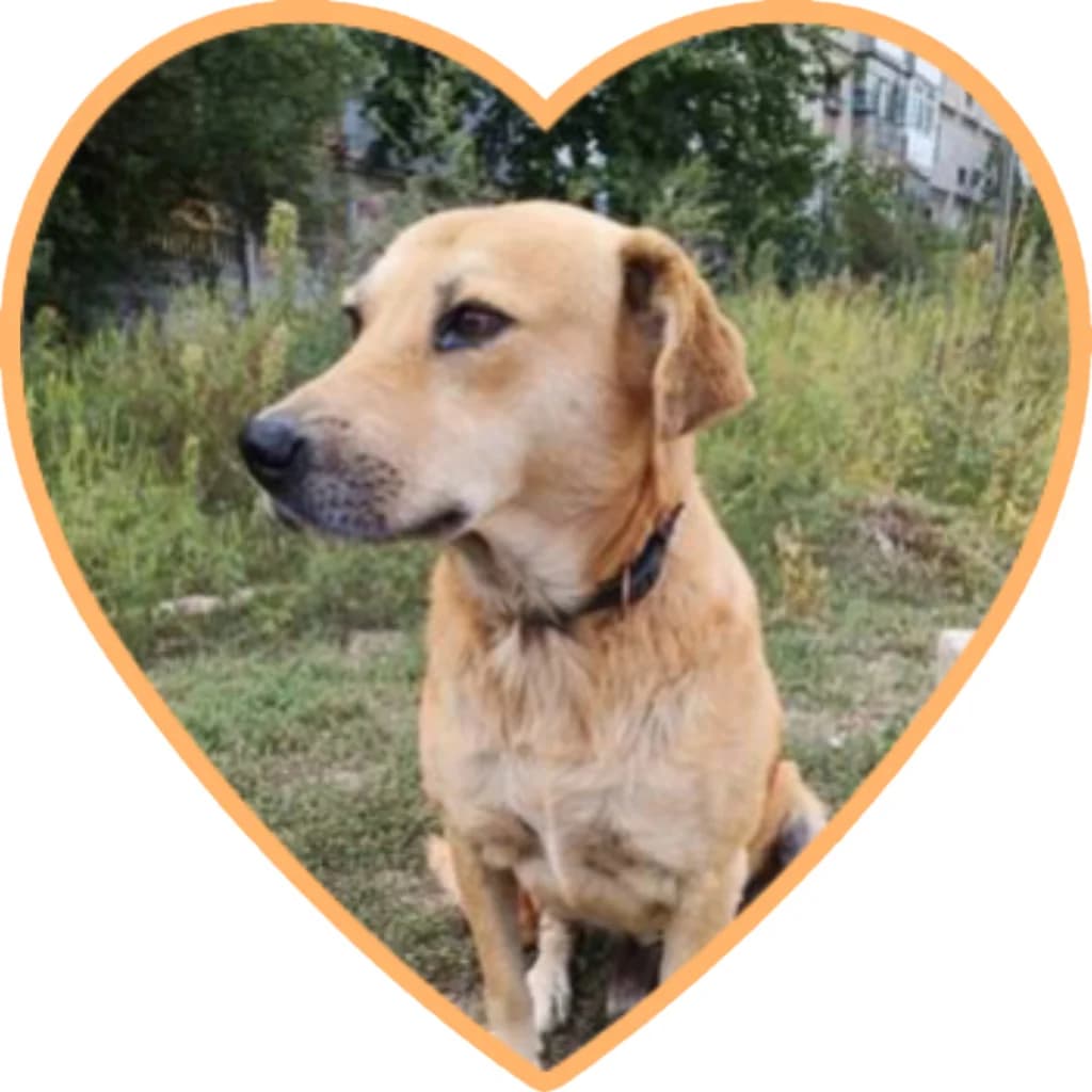 Blondu, male young Mixed Breed for adoption at Remember Me France