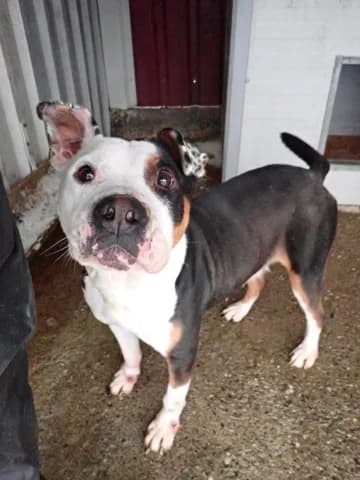 Tossaia, female young Mixed Breed for adoption at Remember Me France