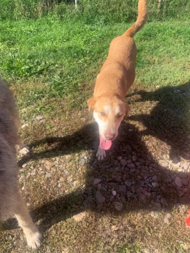 Redhead, female young Mixed Breed for adoption at Remember Me France