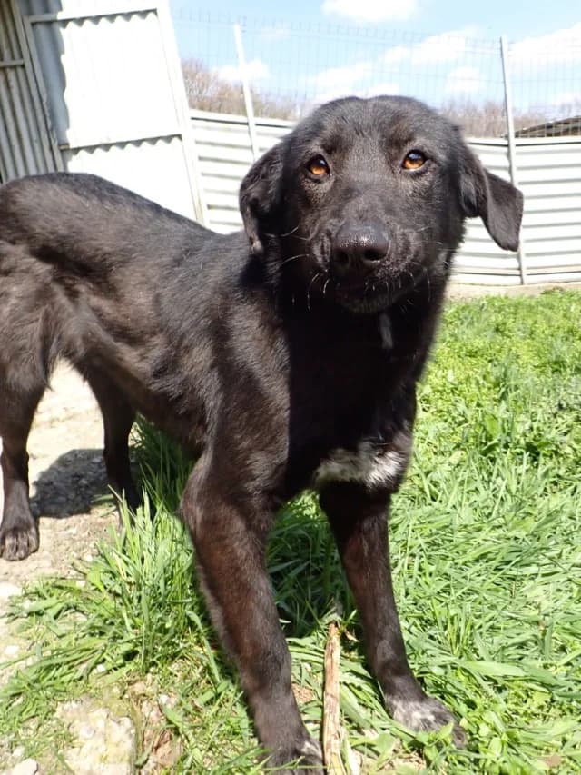 Fizz, female young Mixed Breed for adoption at Remember Me France