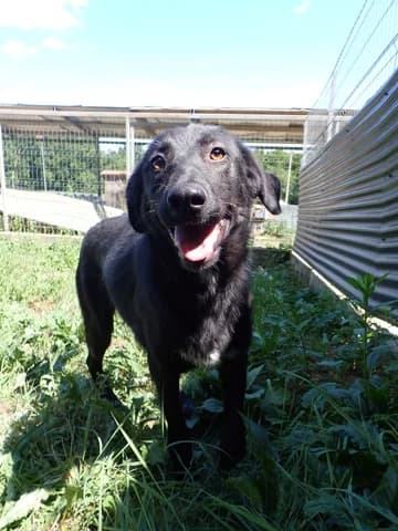 Fizz, female young Mixed Breed for adoption at Remember Me France