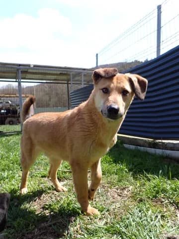Gangnam, male young Mixed Breed for adoption at Remember Me France