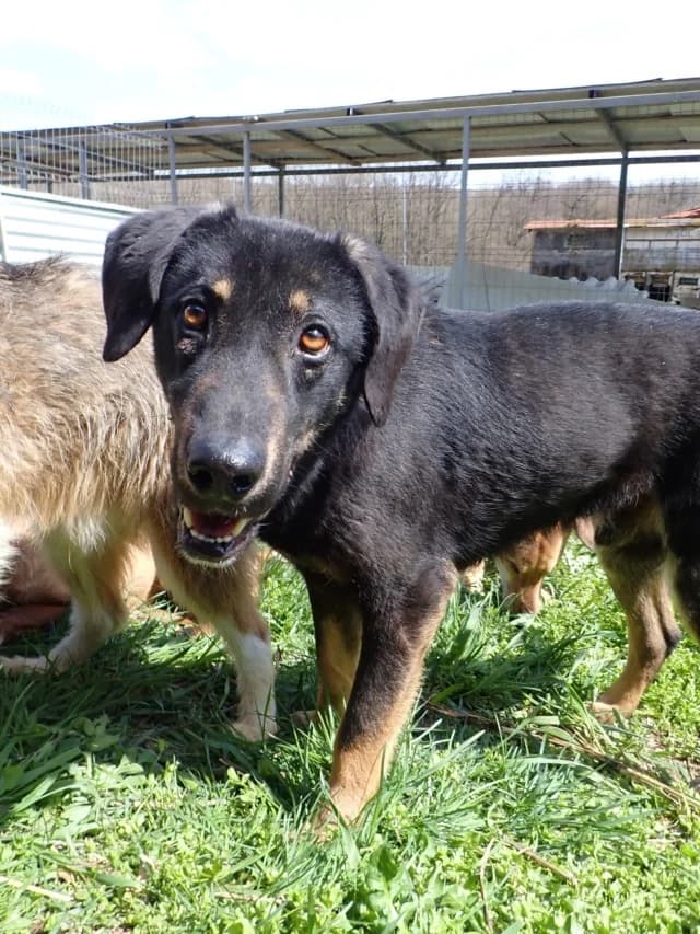 Steel, male young Mixed Breed for adoption at Remember Me France