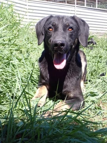 Steel, male young Mixed Breed for adoption at Remember Me France