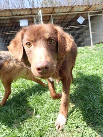 Parker, male young Mixed Breed for adoption at Remember Me France