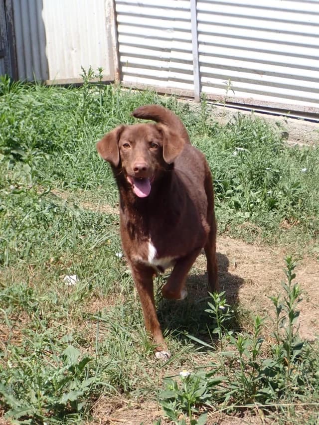 Parker, male young Mixed Breed for adoption at Remember Me France
