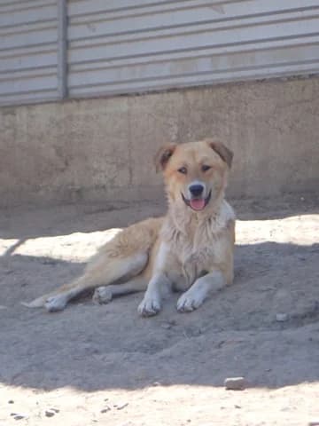 Laly, female young Mixed Breed for adoption at Remember Me France