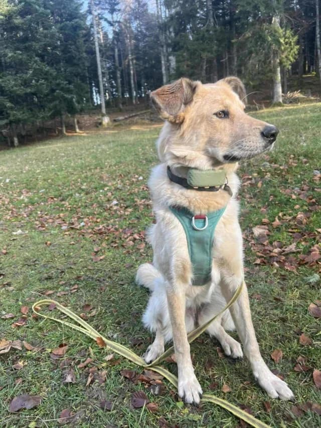 Oria, female young Mixed Breed for adoption at Remember Me France