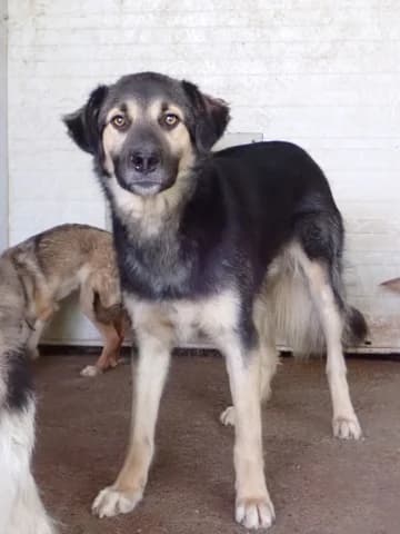 Sinclair, male young Mixed Breed for adoption at Remember Me France