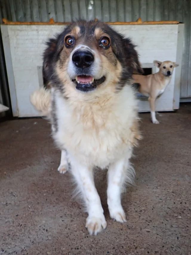 Sadjy, female young Mixed Breed for adoption at Remember Me France